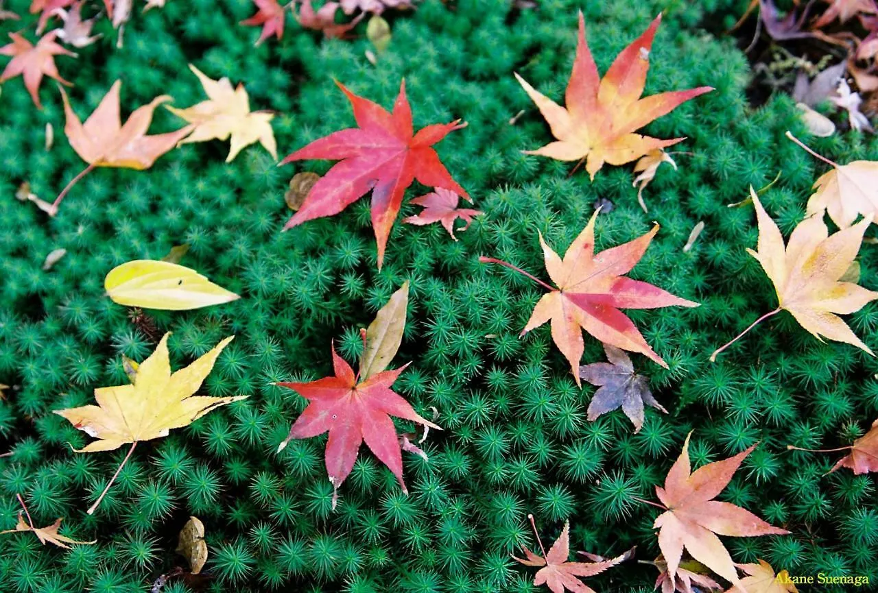 Kyoto Home Tofukuji 0*,  Japan
